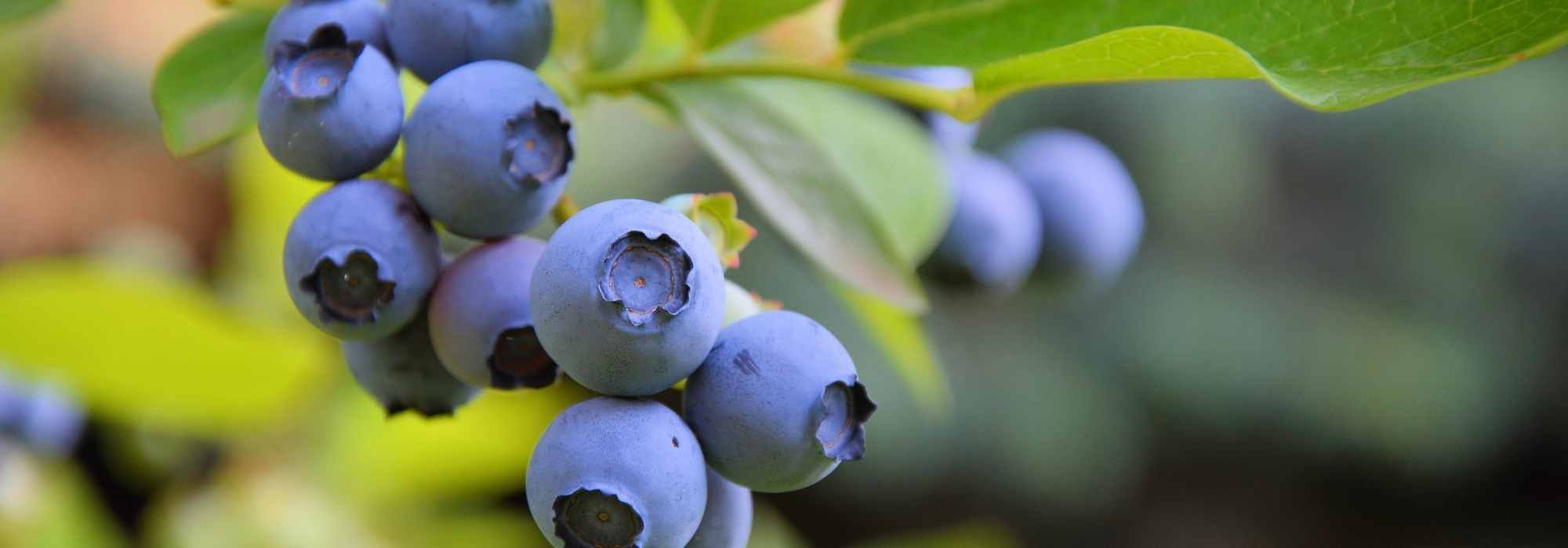 Choosing blueberry bushes