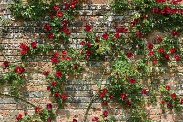 How to train a climbing rose?
