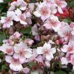 Most Beautiful Meilland Roses
