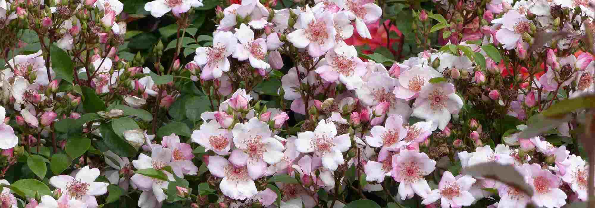 Most Beautiful Meilland Roses