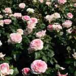 Most beautiful Kordes roses