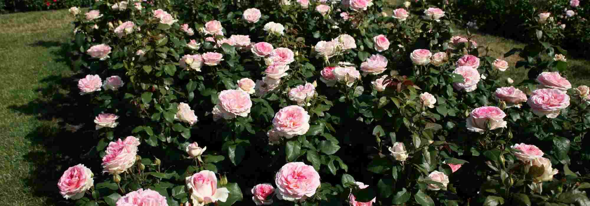 Most beautiful Kordes roses