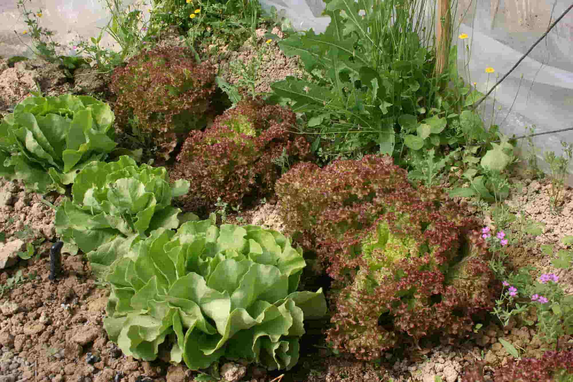 15 salads for summer