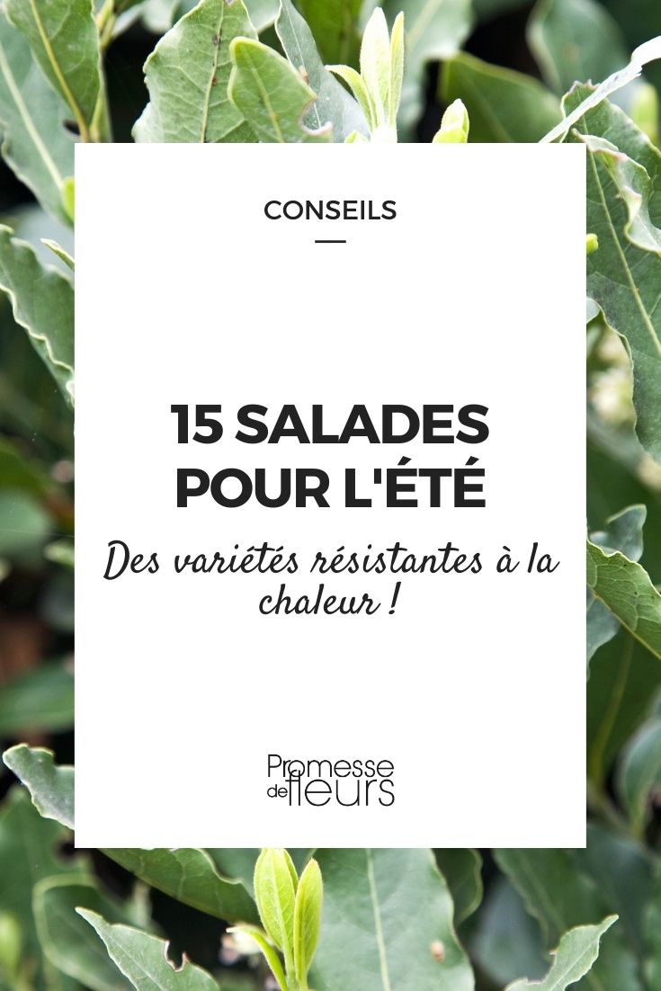 Selection of Heat-Resistant Lettuces