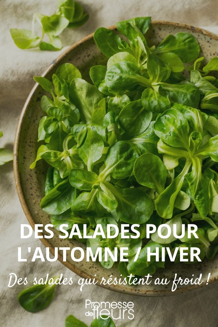 Salads for Autumn and Winter