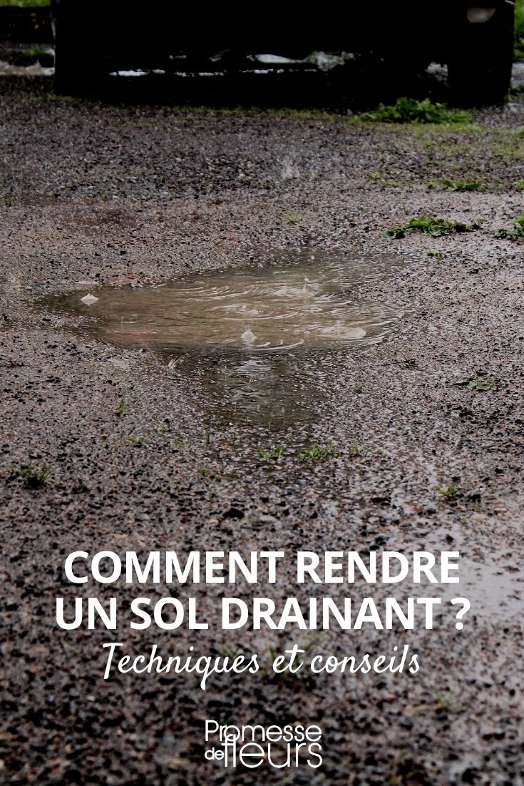 well-drained soil well-drained soil