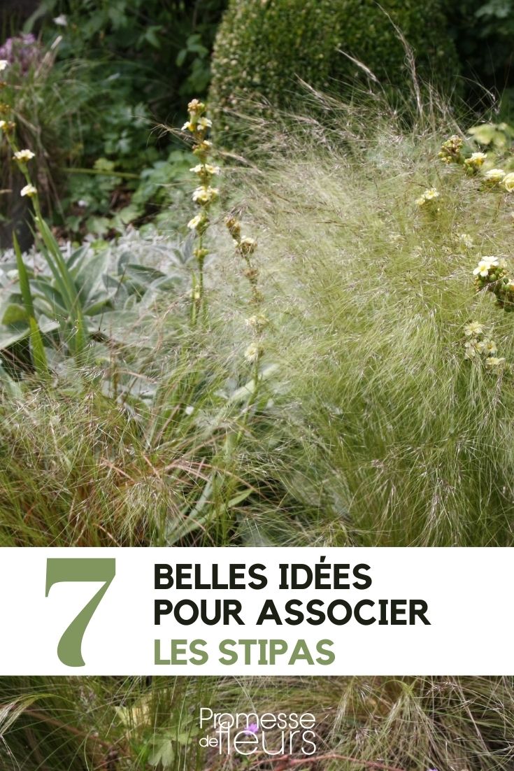 Stipa - Pairing Them in the Garden Stipa: Our Plant Pairing Ideas