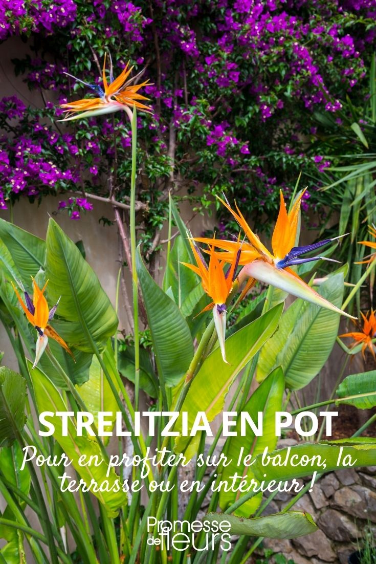 potted bird of paradise
