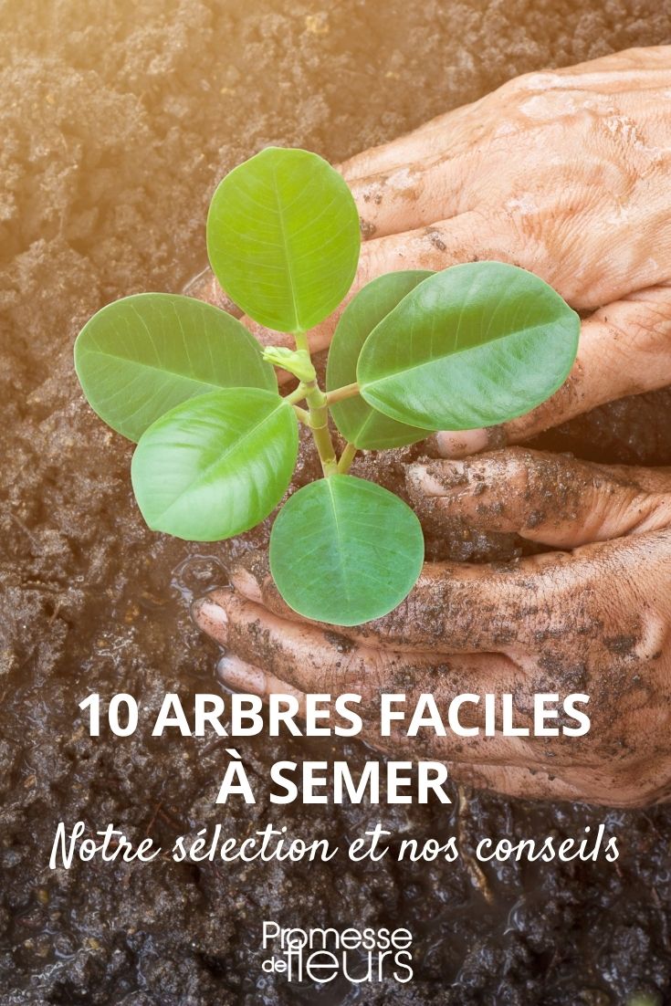 10 Trees Easy to Sow