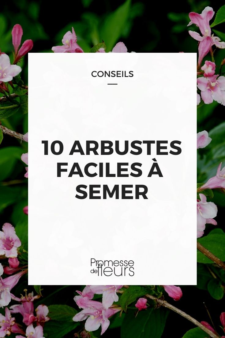 10 Easy-to-Sow Bushes