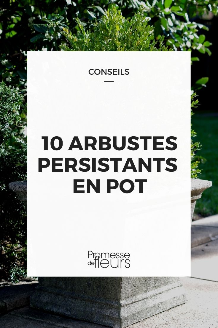 evergreen bushes in pots