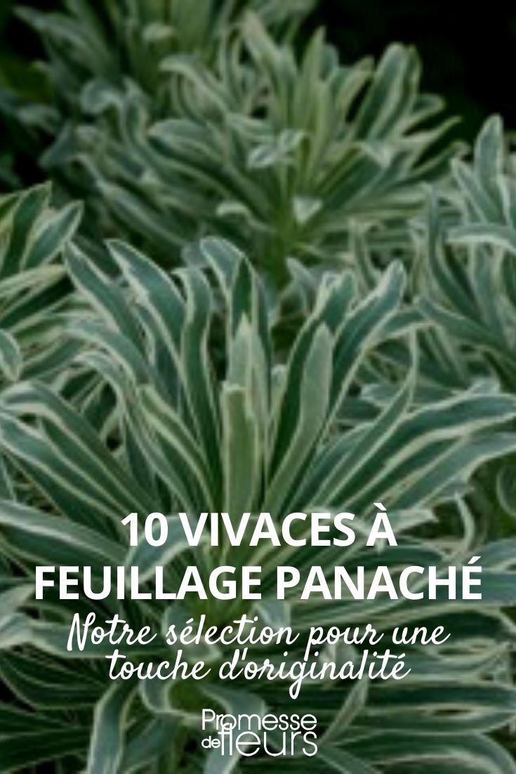 Perennials with variegated foliage