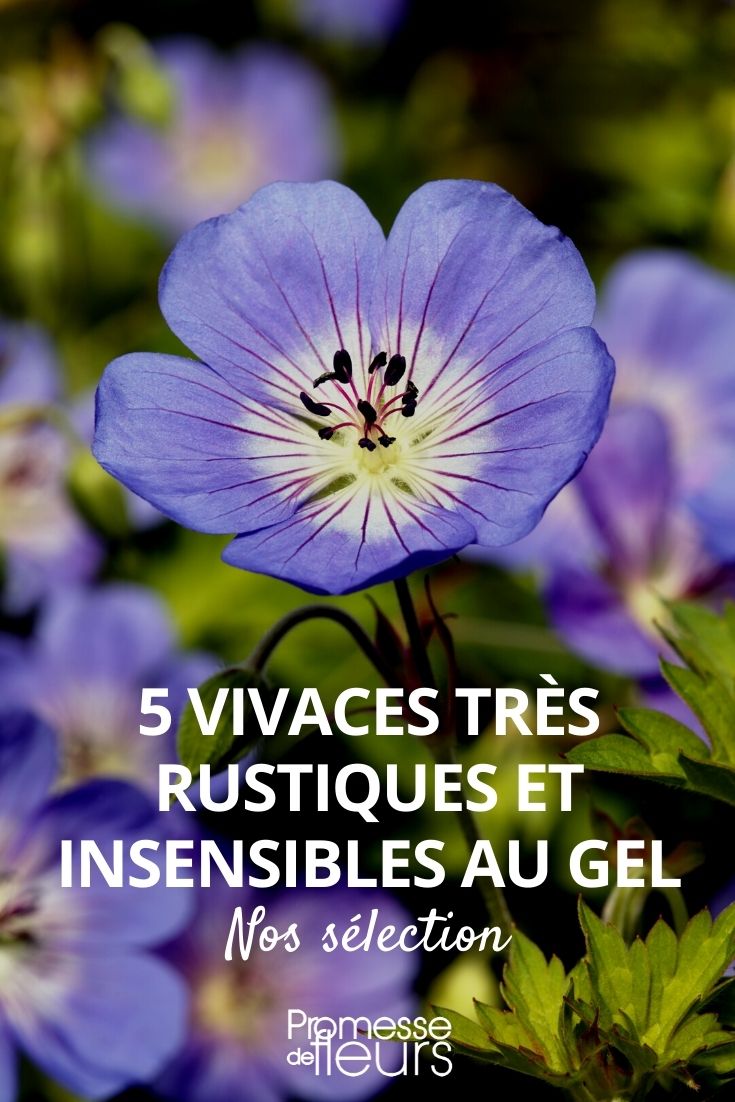 5 Highly Hardy Perennials