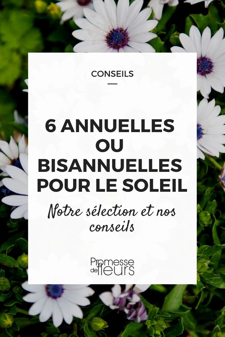 6 Annuals or Biennials for the Sun
