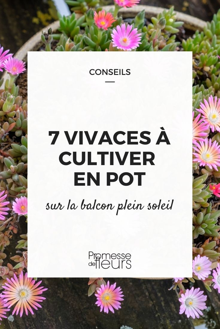 7 Perennials to Grow in Pots on a Sunny Balcony