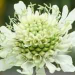 Cephalaria: planting, cultivation