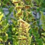 Cheilanthes: planting, growing, and caring for