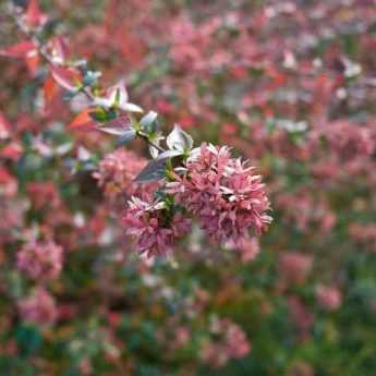 How to take cuttings from abelia?