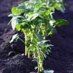 How to create a vegetable garden in acidic soil?