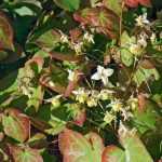 Associating Epimediums: the best companion plants