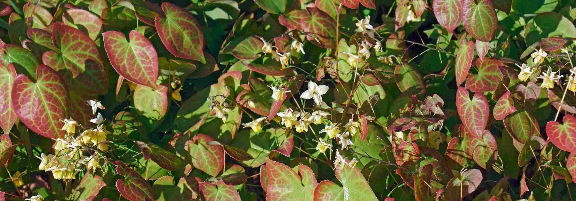 Associating Epimediums