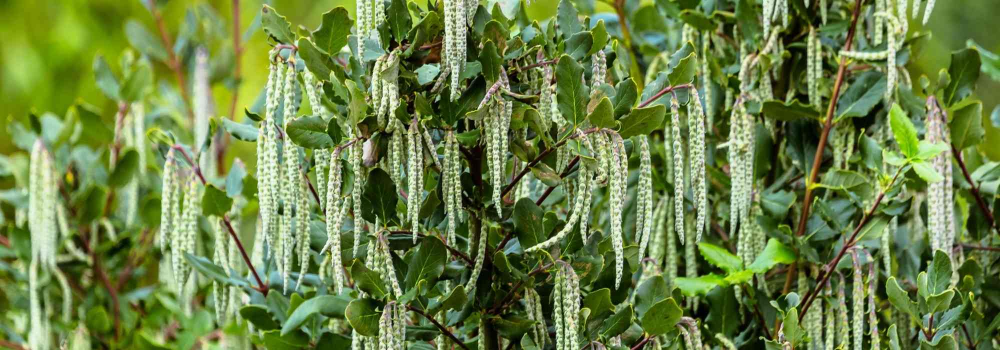 Garrya elliptica: planting, caring for