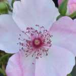 Sulphur in the Garden: How and Why to Use It?