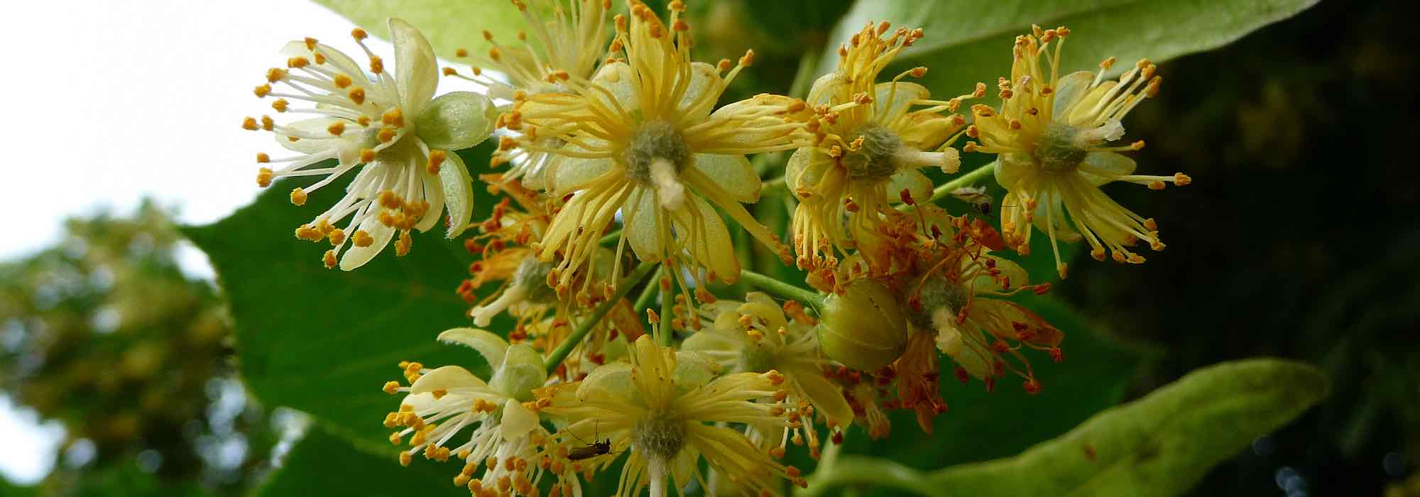 How to dry linden flowers?