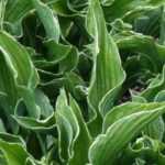 4 dwarf Hostas
