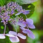 Hydrangeas like no other