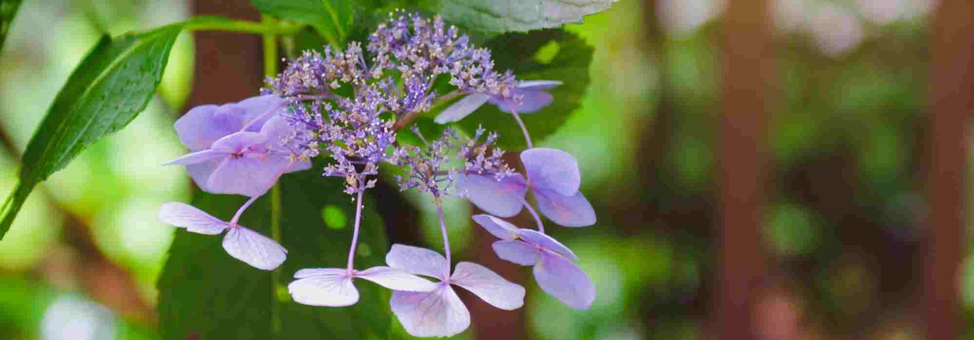 Hydrangeas like no other