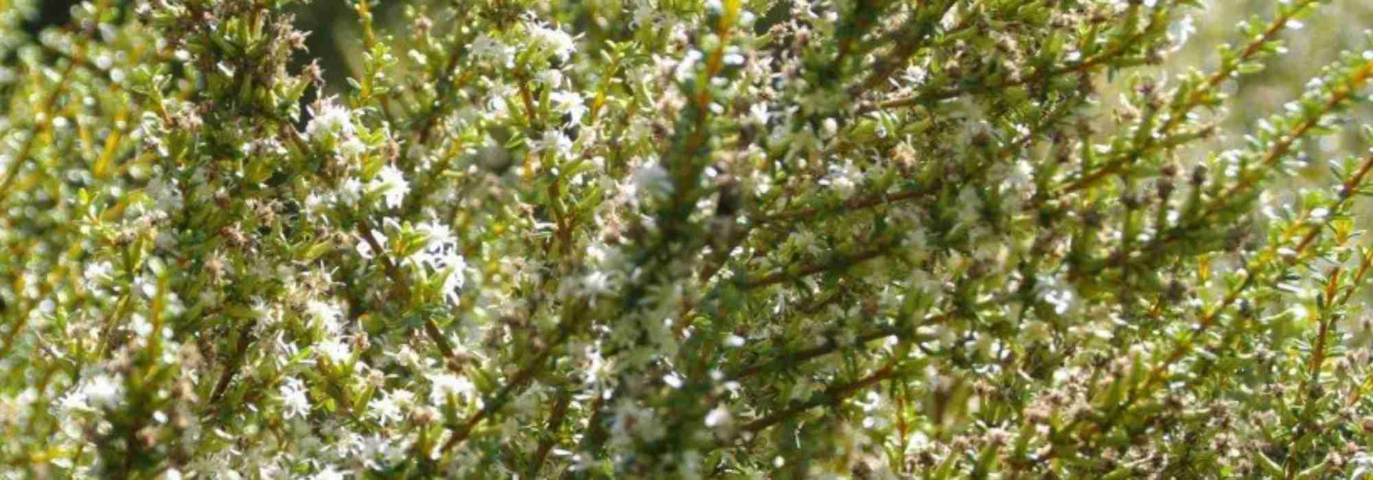 Olearia: planting, cultivation