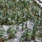 Growing a vegetable garden in a continental climate