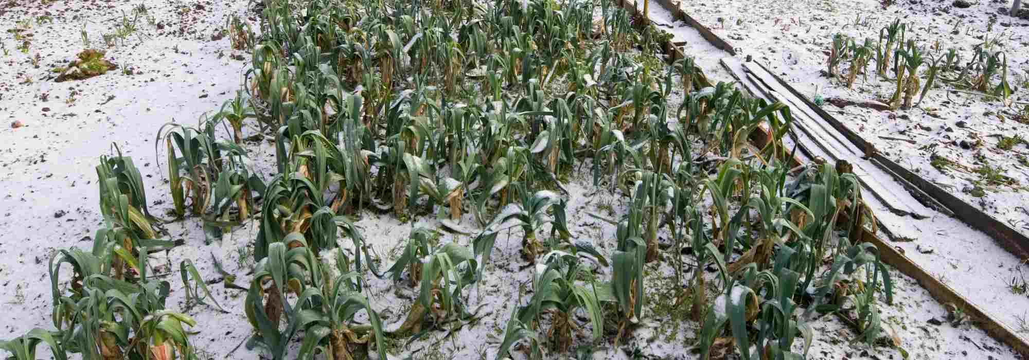 Growing a vegetable garden in a continental climate