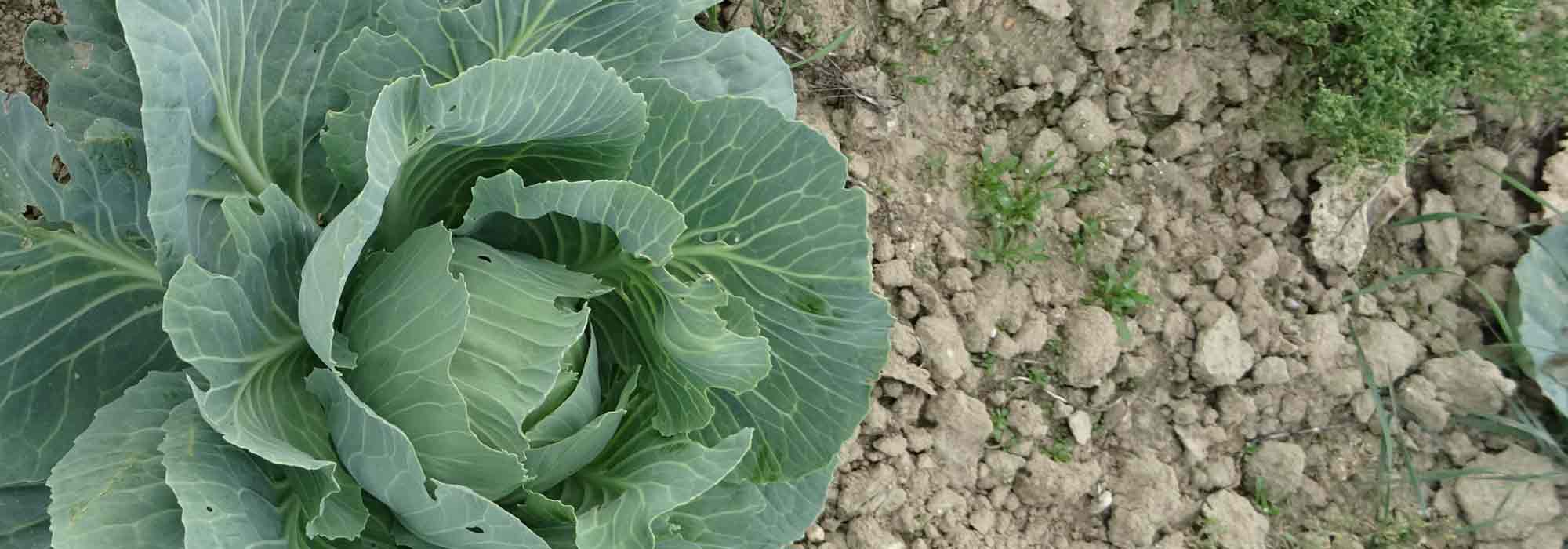 How to create a vegetable garden in very chalky soil?