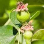 Pruning fruit trees in green