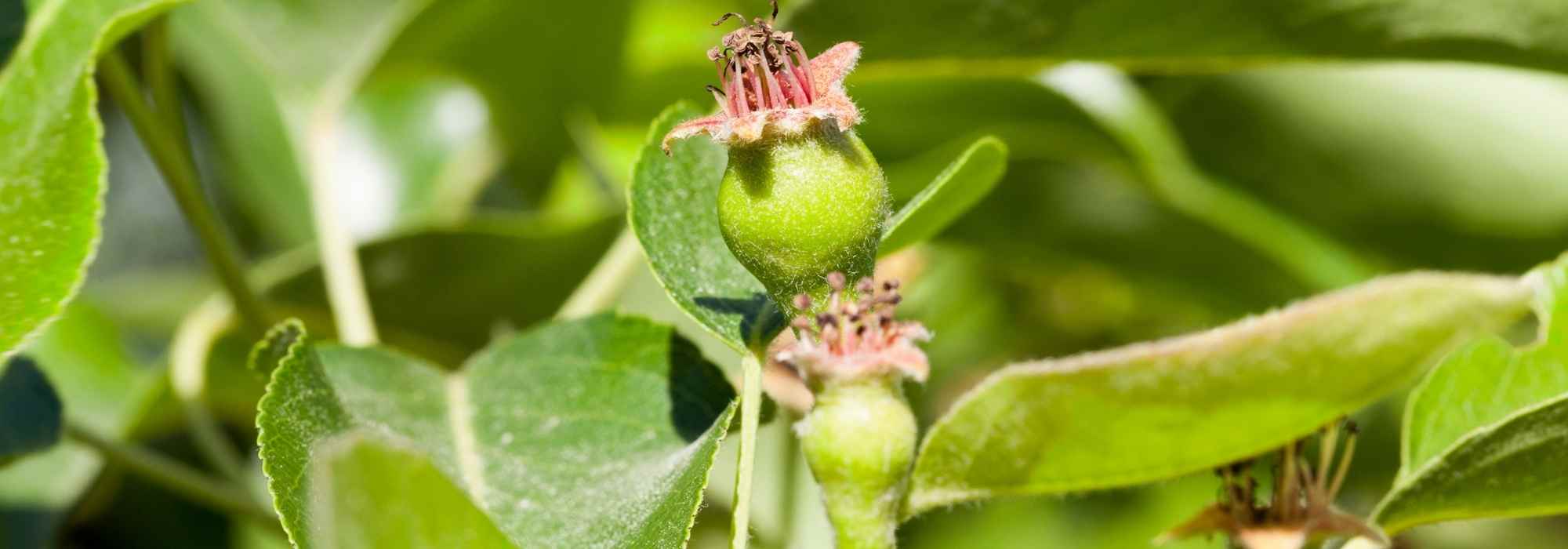 Pruning fruit trees in green