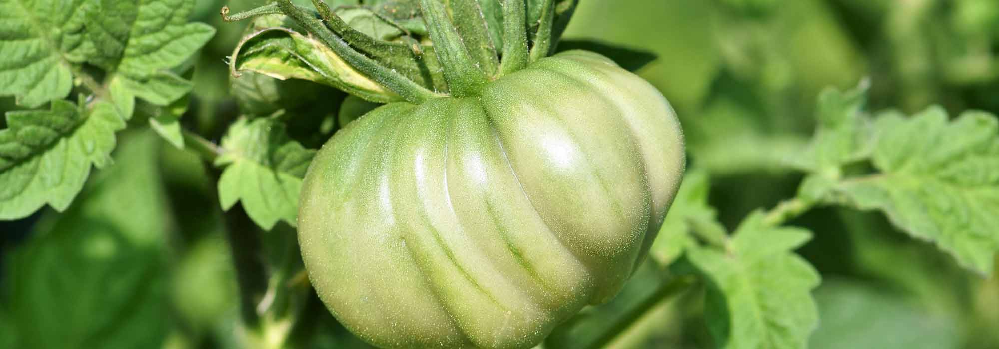 7 late-season tomatoes