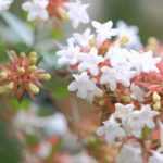 Growing Abelia in a pot