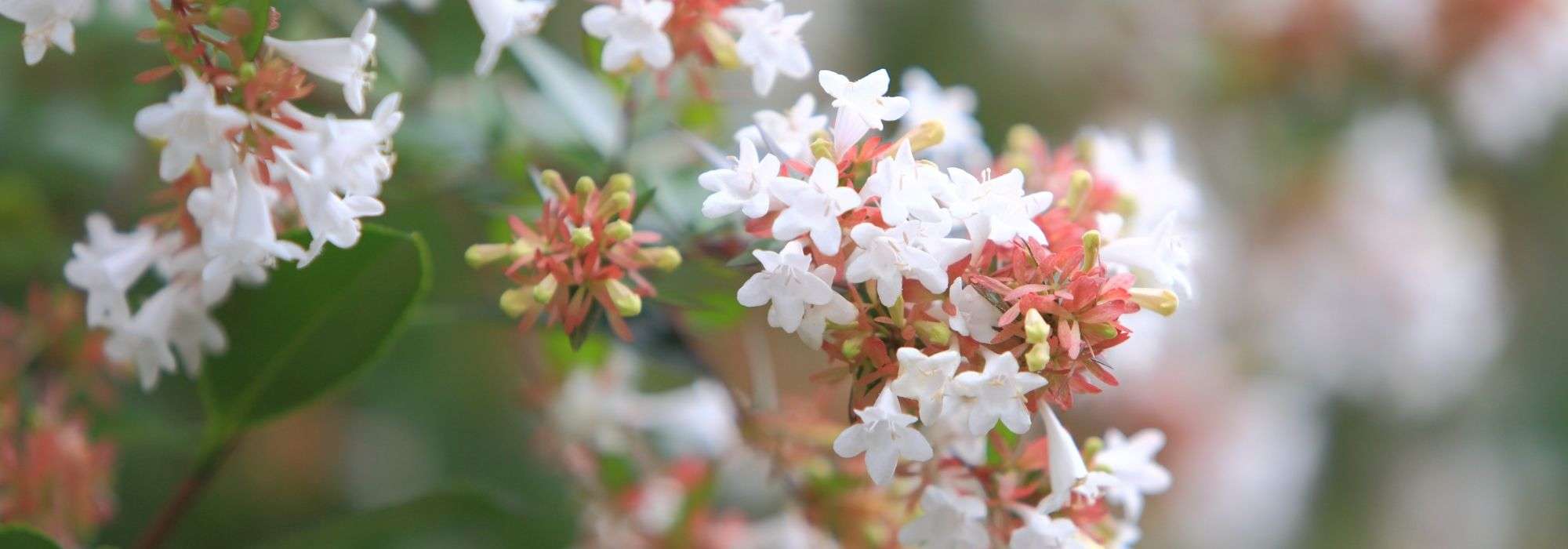 Growing Abelia in a pot