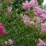 6 late summer flowering bushes