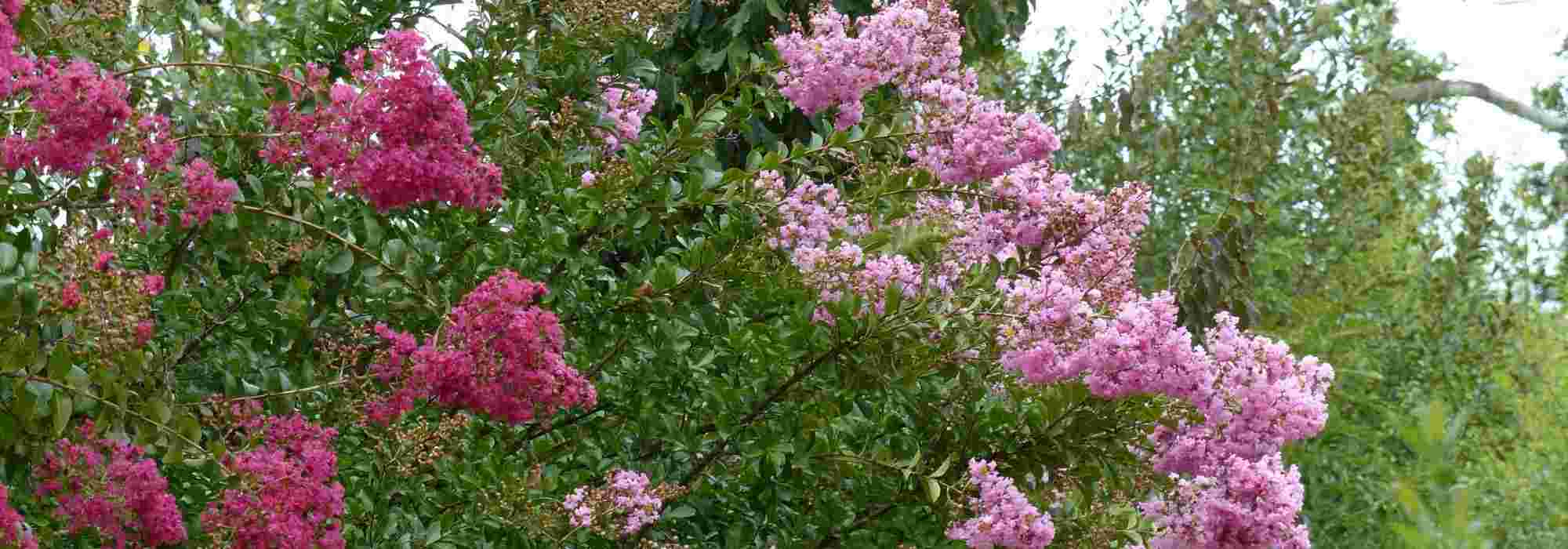 6 late summer flowering bushes