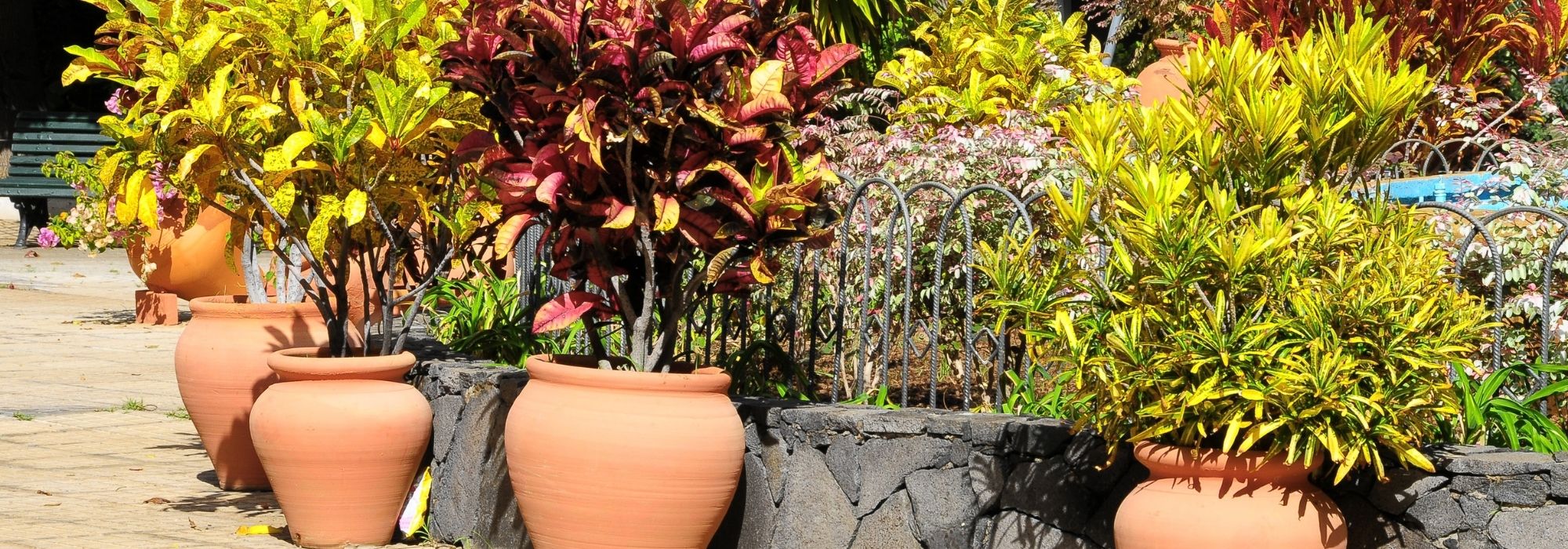 10 evergreen bushes in pots