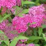 5 bushes for early summer flowering