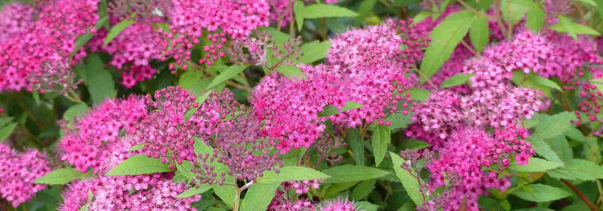 5 bushes for early summer flowering