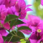 How to winter a bougainvillea?