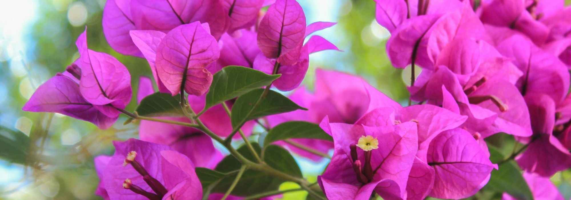 How to winter a bougainvillea?