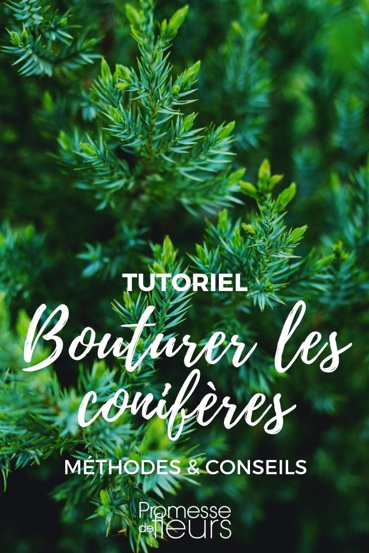 Taking Cuttings from Conifers