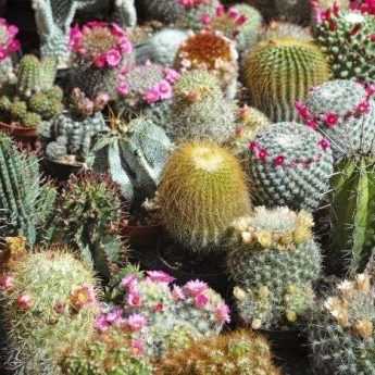 Propagating Cacti and Succulents