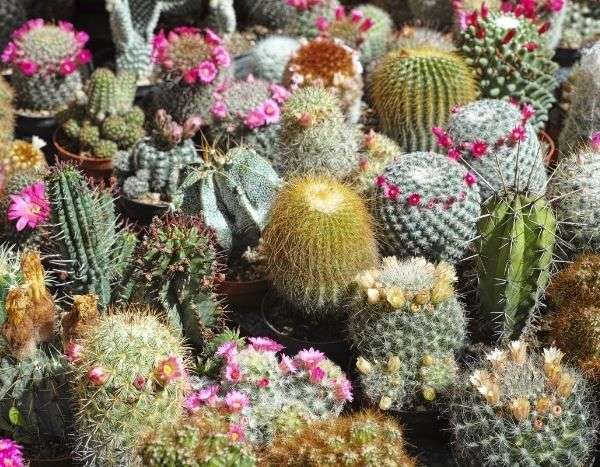 Propagating Cacti and Succulents